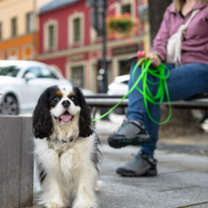 Pies na Co Dzień: Komunikacja i Zachowanie w Środowisku Miejskim