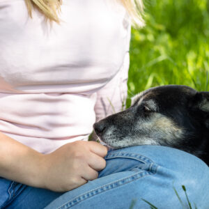 Pies w Wieku Senioralnym: Kompleksowa Opieka nad Starszym Psem