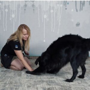 Nosework w Terapii Psów: Wsparcie dla Lękliwych i Agresywnych