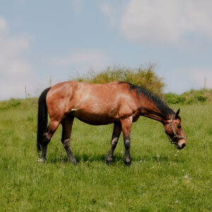 Naturalna Asymetria Konia: Jakie Ma Znaczenie dla Jeźdźca?