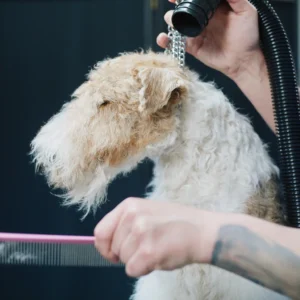 Trymowanie Foksteriera Szorstkowłosego: Perfekcja i Wzorzec Rasy