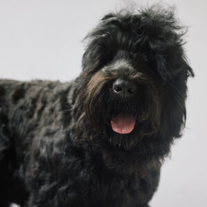 Podstawy Behawioryzmu Psów dla Groomerów: Bezpieczeństwo i Zaufanie w Salonie