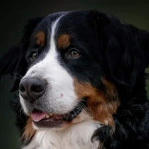 Grooming Berneńczyka: Kompleksowa Pielęgnacja Sierści i Perfekcyjne Przygotowanie do Wystawy