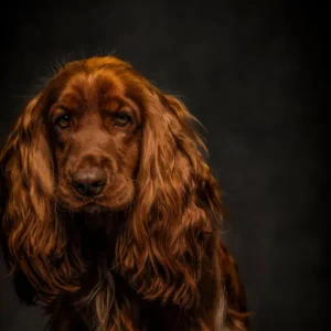 Grooming Cocker Spaniela – Komercyjny grooming z elementami wzorca