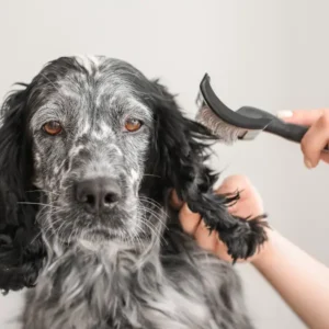 Problemy Dermatologiczne u Psów: Podstawowa Wiedza dla Groomera