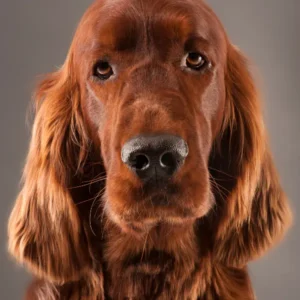 Setter Irlandzki: Strzyżenie i Modelowanie – Grooming Wzorcowy Wystawowy