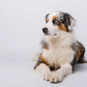 Owczarek Australijski: Strzyżenie i Modelowanie – Grooming Wzorcowy Wystawowy