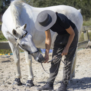Zostań trenerem swojego konia. Praca z ziemi jako gimnastyka