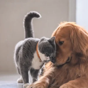 Stany Nagłe: Pierwsza Pomoc Przedweterynaryjna Psów i Kotów