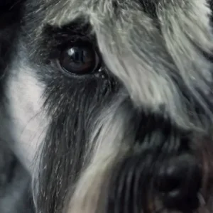 Grooming Sznaucera Miniaturowego – Komercyjnie z elementami wzorca