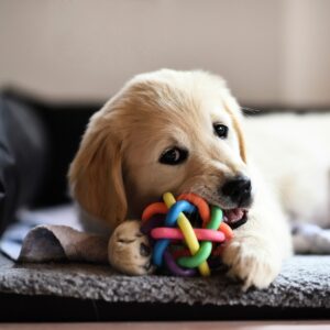 Szczeniak od A do Z: Kompletny Przewodnik dla Nowych Opiekunów