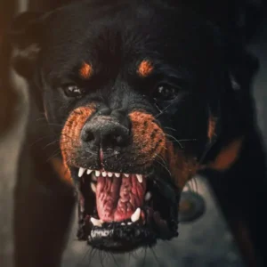 Agresywny Pies w Mieście: Spokojne Spacery Bez Stresu