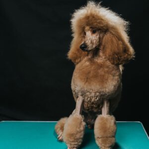 Grooming Pudla Królewskiego: Opanuj Klasyczną Stylizację Lion Clip