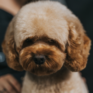 Grooming na Teddy Bear: Opanuj Klasyczną Stylizację na Misia