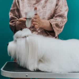 Pielęgnacja Psów Długowłosych: Kompleksowy Przewodnik dla Groomerów i Właścicieli