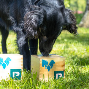 Podstawy Nosework: Odkryj Fascynujący Świat Zapachów z Psem