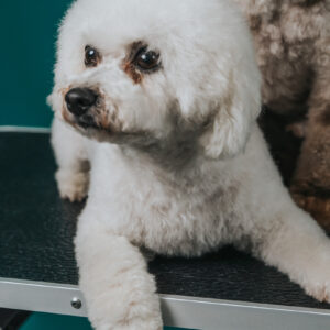 Bichon Frise: Szybkie i Estetyczne Strzyżenie Salonowe