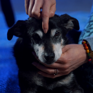 Akupresura Psów: Tradycyjna Chińska Medycyna dla Twojego Pupila