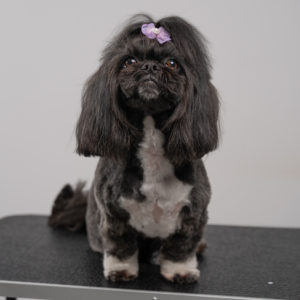 Shih Tzu Salonowo: Stylizacja z Elementami Asian – Perfekcja i Wygoda