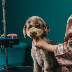 Pudle w Formie: Od Kołtuna do Stylizacji na Misia