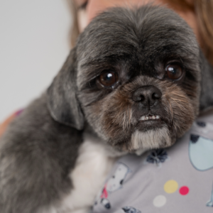 Shih Tzu: Stylizacja na Misia – Fryzura Salonowa na Sportowo!