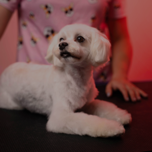 Grooming Maltańczyka: Klasyczna Stylizacja Salonowa "Sportowa Elegancja"