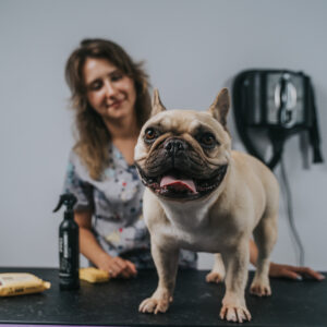 Buldog Francuski: Tajniki Profesjonalnej Pielęgnacji i Higieny