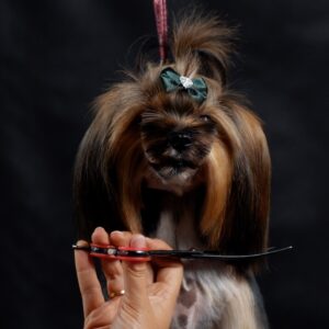 Stylizacja Yorka Biewer: Asian Fusion i Praca z Klapniętymi Uszami