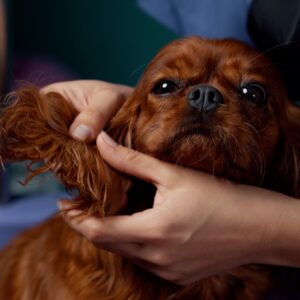 Cavalier King Charles Spaniel: Sekrety Idealnej Pielęgnacji i Strzyżenia